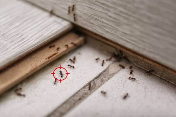 Best Termite Control Services  in New Boston, TX