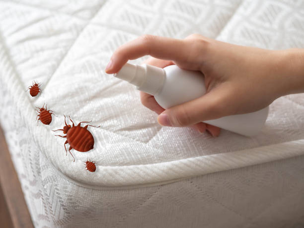 Best Pest Removal Services  in New Boston, TX