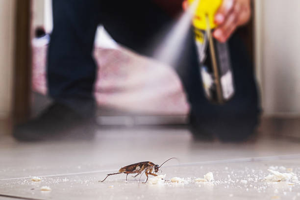 Best Affordable Pest Control Services  in New Boston, TX