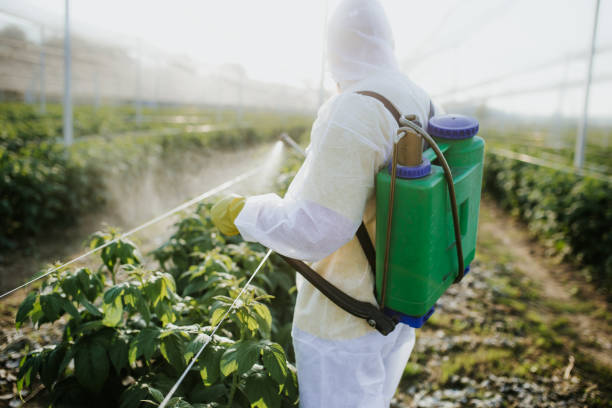 Best Termite Control Services  in New Boston, TX